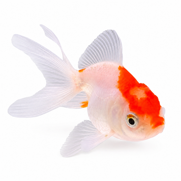 Yerli Oranda SM Boy Yerli Oranda SM Boy