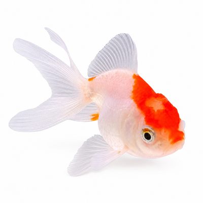 Yerli Oranda SM Boy Yerli Oranda SM Boy