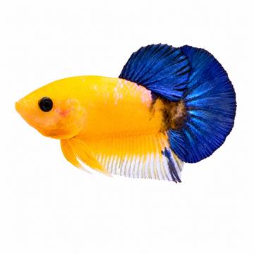 Yellow Body Blue Tail HMPK Betta Yellow Body Blue Tail HMPK Betta