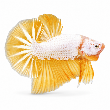 E-Betta Dragon Gold HMPK E-Betta Dragon Gold HMPK