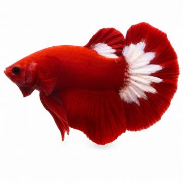 Full Red FFCP Betta Full Red FFCP Betta