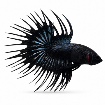 Black Venom Crowntail Betta Black Venom Crowntail Betta