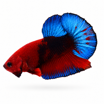 Blue Rim Butterfly HMPK Betta Blue Rim Butterfly HMPK Betta