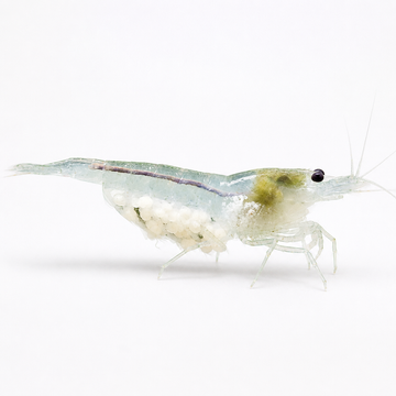Neocaridina Beyaz İnci Tatlı Su Karidesi - 1 Adet Neocaridina Beyaz İnci Tatlı Su Karidesi - 1 Adet