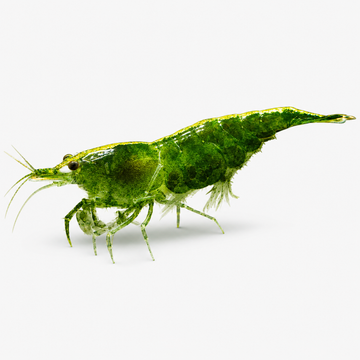 Neocaridina Yeşil Jade Tatlı Su Karidesi - 1 Adet Neocaridina Yeşil Jade Tatlı Su Karidesi - 1 Adet