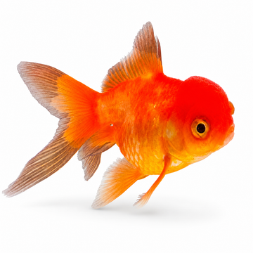 Oranda Orange 6-8 cm