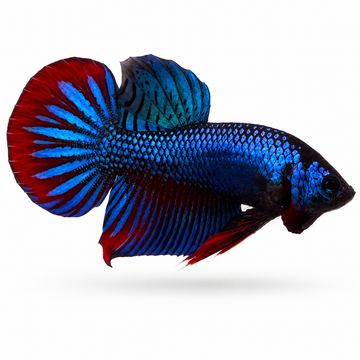 Betta Smaragdina Imperial Sapphire