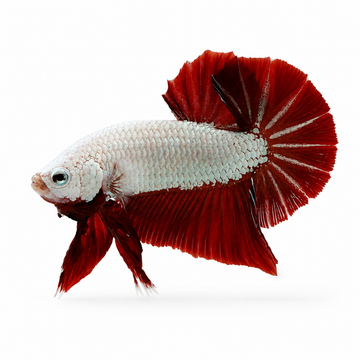 E-Betta Red Dragon HMPK