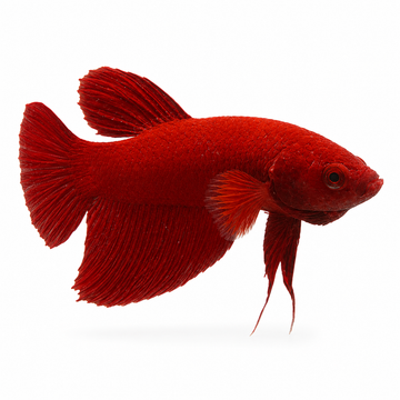 Imbellis Super Red Betta