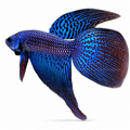 Wild Betta Alien Long Tail