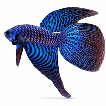 Wild Betta Alien Long Tail