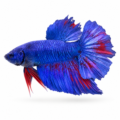 Blue Galaxy HMPK Betta