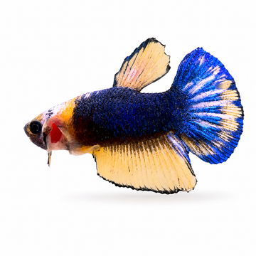 Betta HMPK Blue Mustard Gas