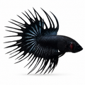 Black Venom Crowntail Betta