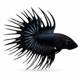 Black Venom Crowntail Betta