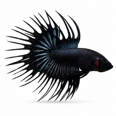 Black Venom Crowntail Betta
