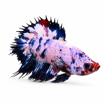 Galaxy Nemo Koi CTPK Betta