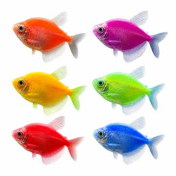 Transgenetik Tetra M Boy