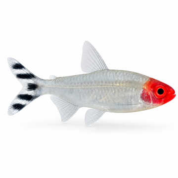 Kırmızı Burun Tetra 2.5 cm