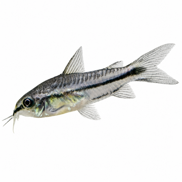 Pigme Çöpçü
