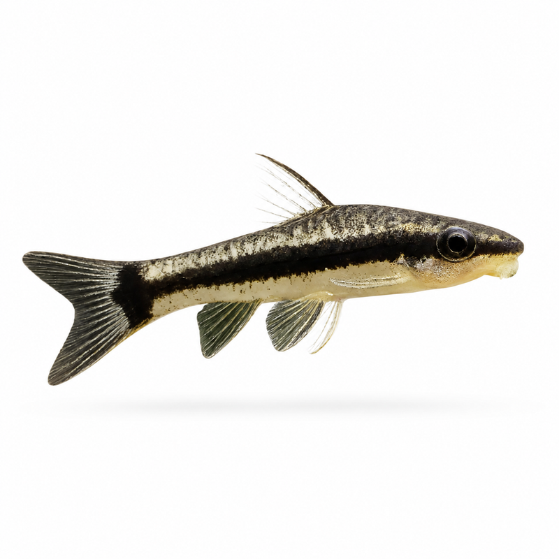 Otocinclus