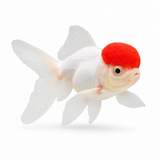 Red Cap Oranda Japon Balığı 11-12 Cm