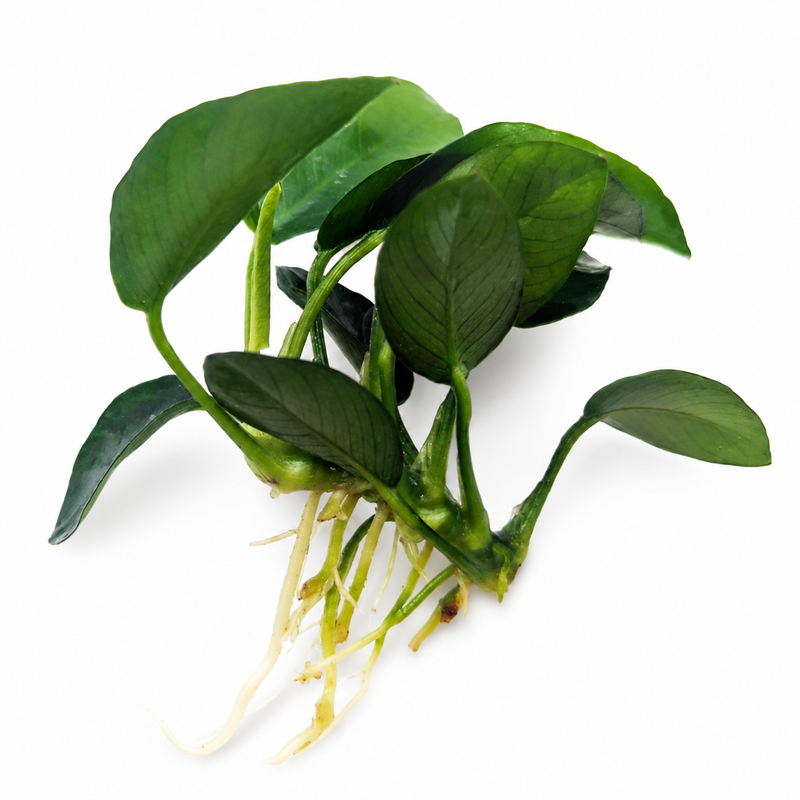 Anubias