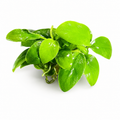 Anubias Golden