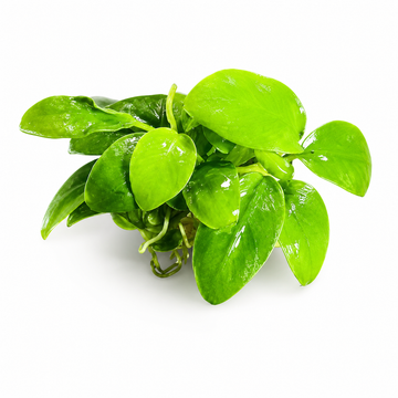 Anubias Golden