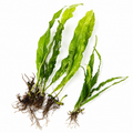 Java Fern