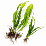 Java Fern