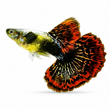 Red Dragon Lepistes ÇİFT