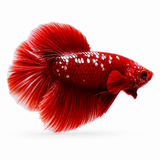 Red Dumbo Ear RGG HMPK Betta