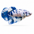 Koi Galaxy Marble Dot Betta