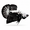 HALF BLACK SAMURAİ OHMPK BETTA