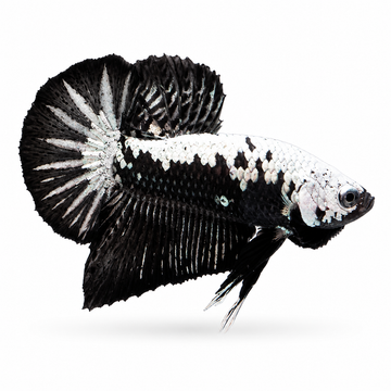 HALF BLACK SAMURAİ OHMPK BETTA