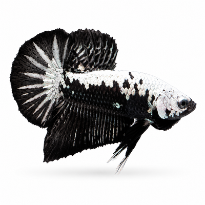 Half Black HMPK Samurai Betta