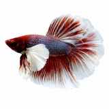 Halfmoon Fil Kulak Betta