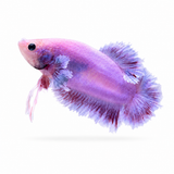 HMPK Lavender Dumbo Ear Rosetail Betta