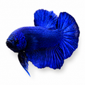 Full Blue Long Body HMPK Betta