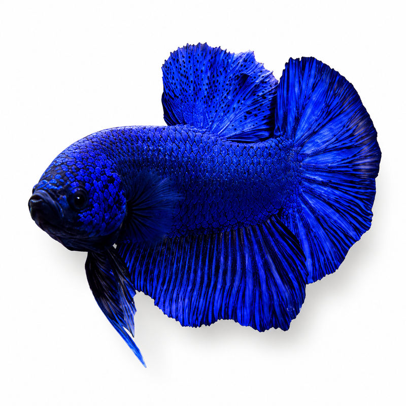Full Blue Long Body HMPK Betta
