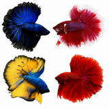 Halfmoon Betta