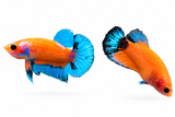Yellow Body HMPK Çift Betta