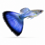 Japan Blue Yerli Lepistes ÇİFT