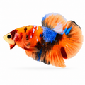 Galaxy Nemo HMPK Betta
