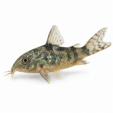 Yerli Çöpçü Balığı (Corydoras)