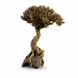 Akvaryum Bonsai Ağacı Dekoru 18-22 cm