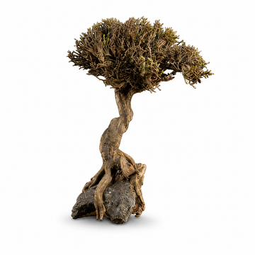 Akvaryum Bonsai Ağacı Dekoru 18-22 cm