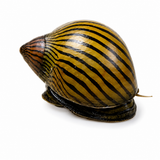 Zebra Nerite Salyangoz