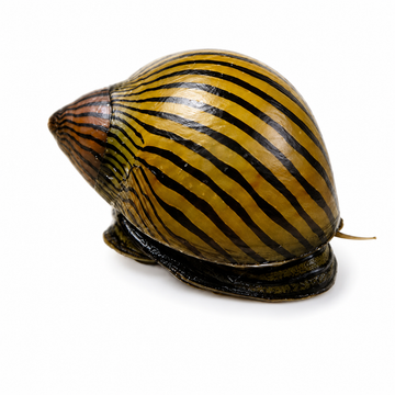 Zebra Nerite Salyangoz